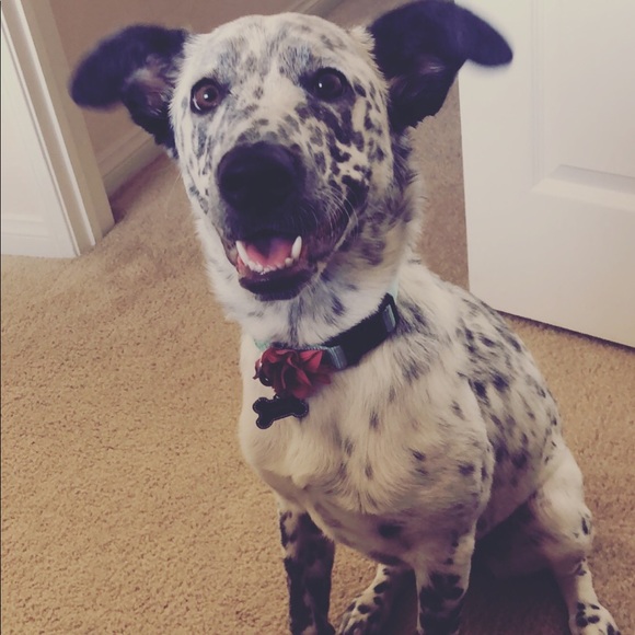 Meet your Posher, Kerry - Picture 3 of 3